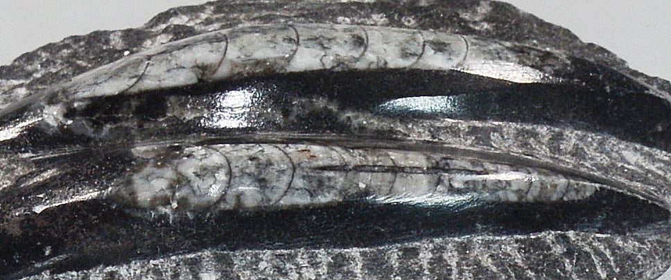 Unique Orthoceras Fossil Plaque in Black Marble Matrix All Tribes Treasures