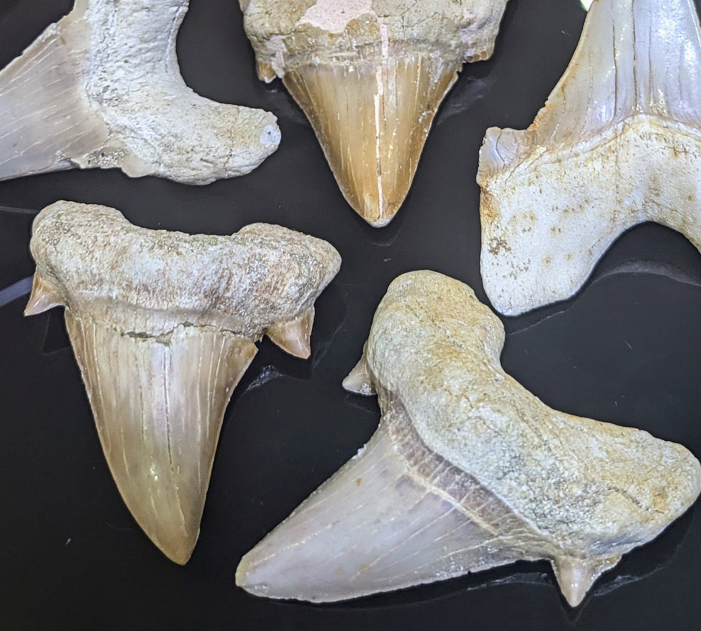 Authentic Sokolovi Shark Tooth from Dakhla, Morocco All Tribes Treasures