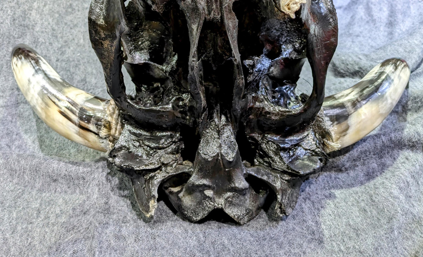 Navajo Handcrafted Bull Skull Art by Manuel from Gallup All Tribes Treasures