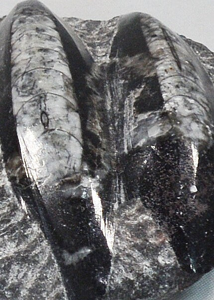 Unique Orthoceras Fossil Plaque in Black Marble Matrix All Tribes Treasures