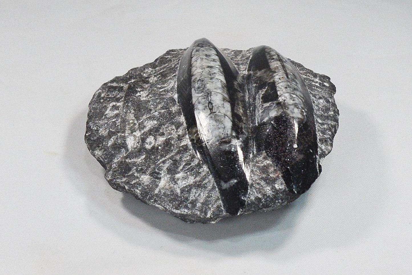 Unique Orthoceras Fossil Plaque in Black Marble Matrix All Tribes Treasures