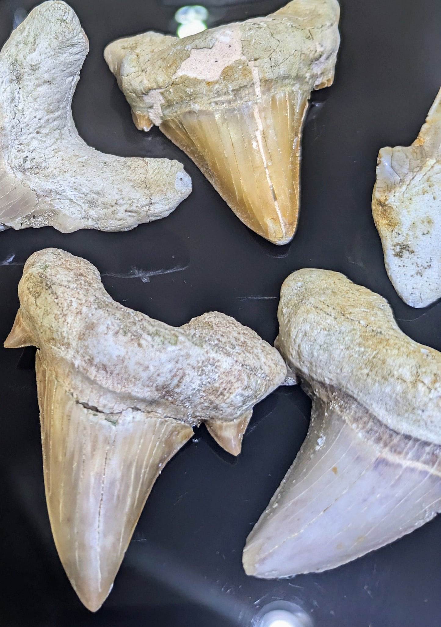 Authentic Sokolovi Shark Tooth from Dakhla, Morocco All Tribes Treasures