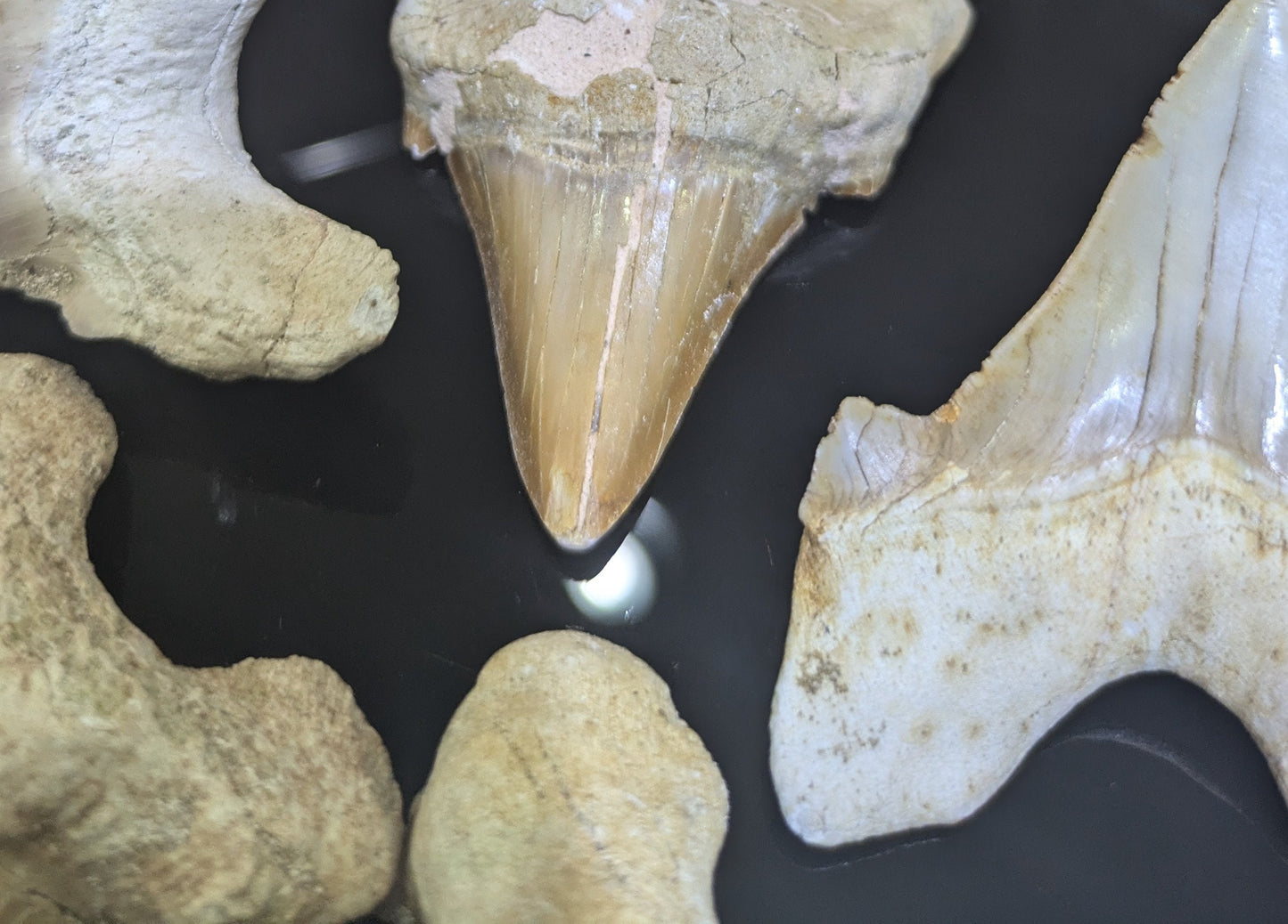 Authentic Sokolovi Shark Tooth from Dakhla, Morocco All Tribes Treasures
