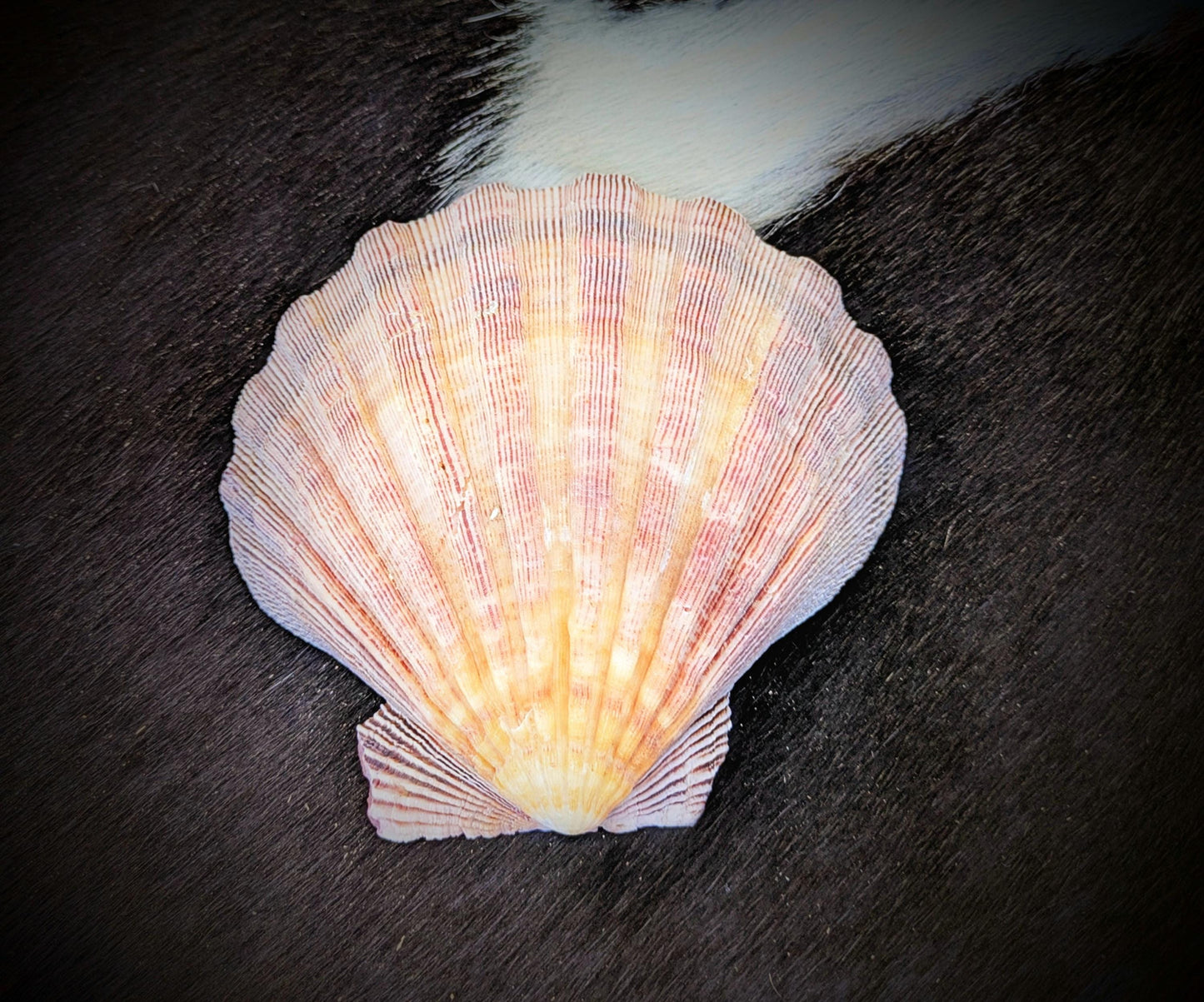 Natural Seashell Smudge Bowls: Abalone & Spiny Oyster Ritual All Tribes Treasures