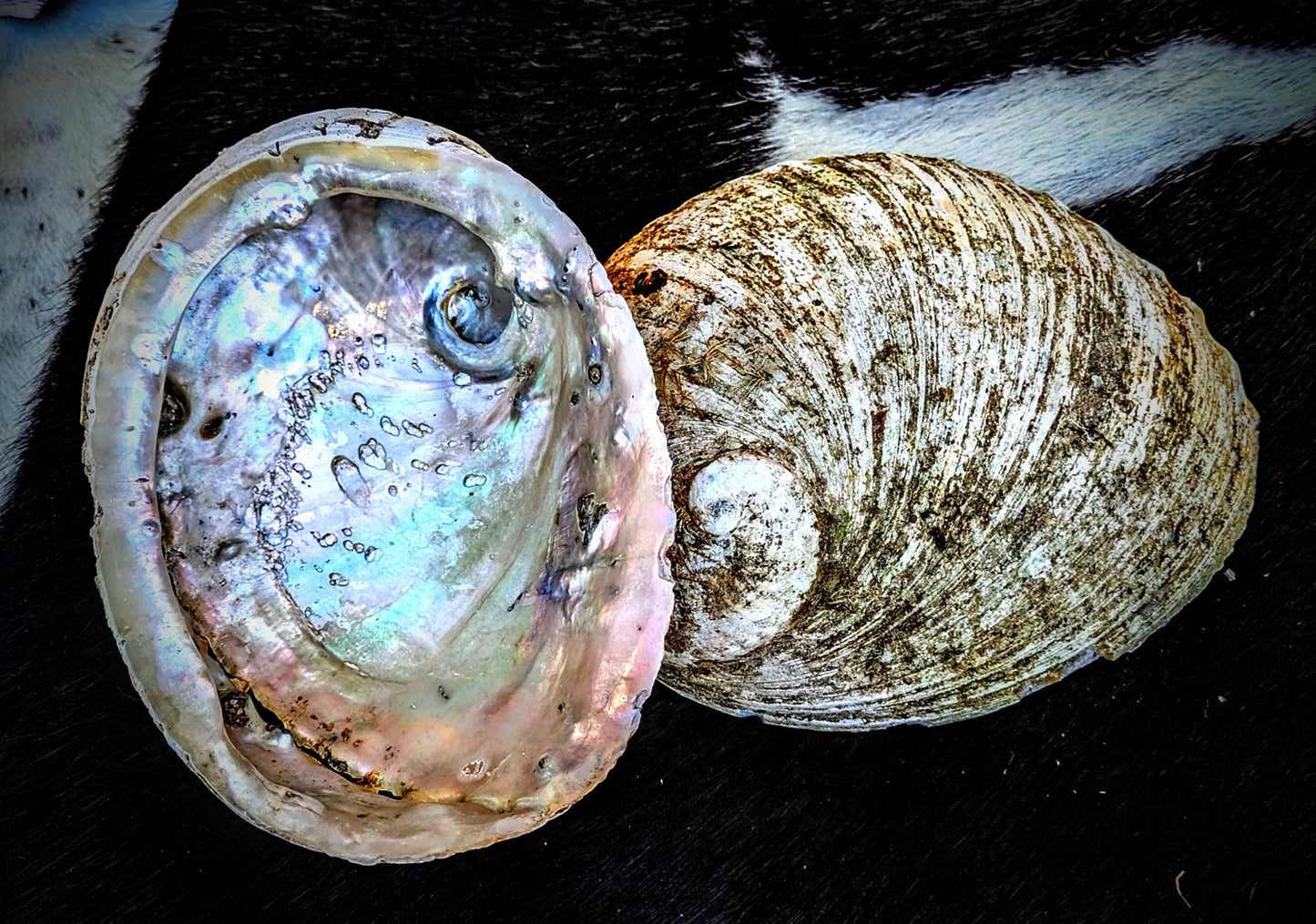 Natural Seashell Smudge Bowls: Abalone & Spiny Oyster Ritual All Tribes Treasures
