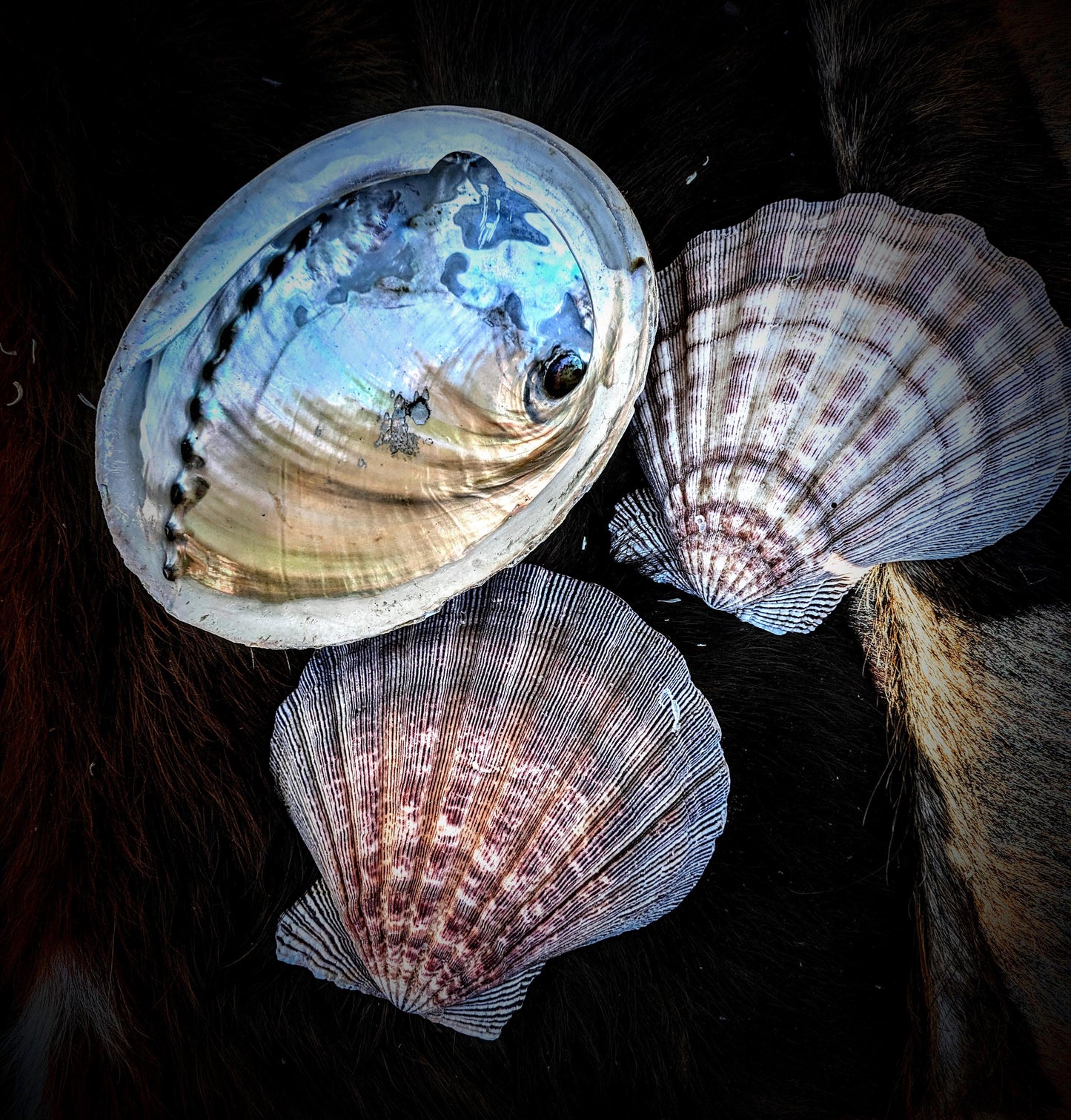 Natural Seashell Smudge Bowls: Abalone & Spiny Oyster Ritual All Tribes Treasures