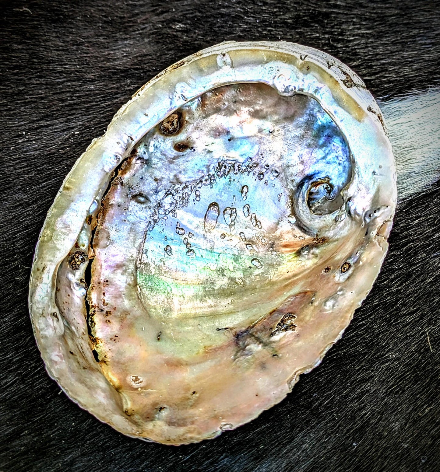 Natural Seashell Smudge Bowls: Abalone & Spiny Oyster Ritual All Tribes Treasures