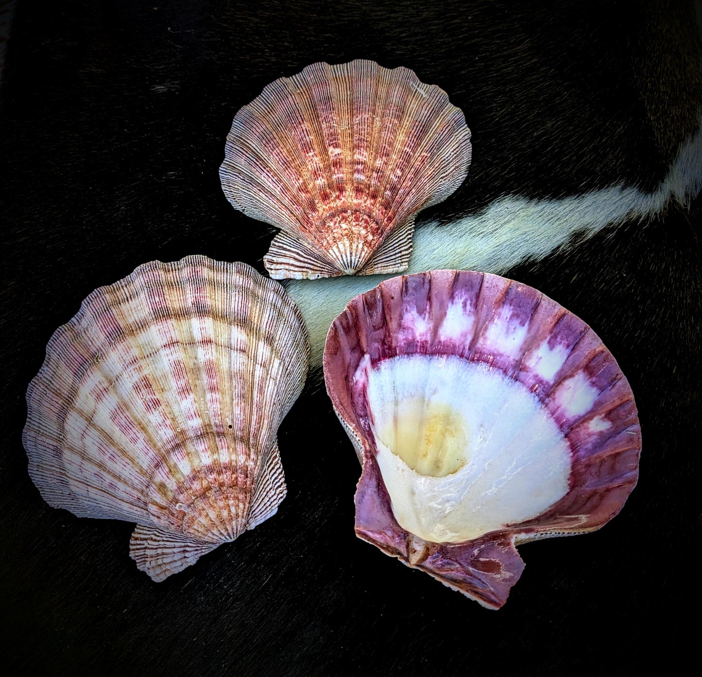 Natural Seashell Smudge Bowls: Abalone & Spiny Oyster Ritual All Tribes Treasures
