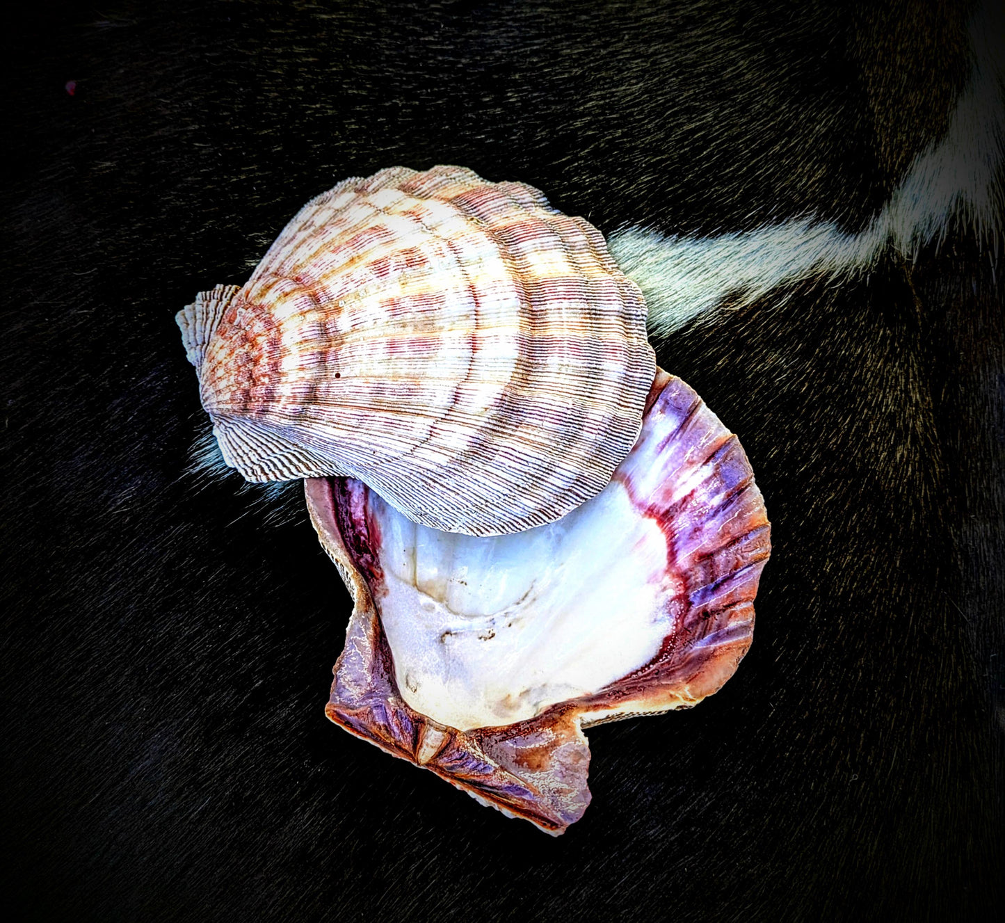 Natural Seashell Smudge Bowls: Abalone & Spiny Oyster Ritual All Tribes Treasures
