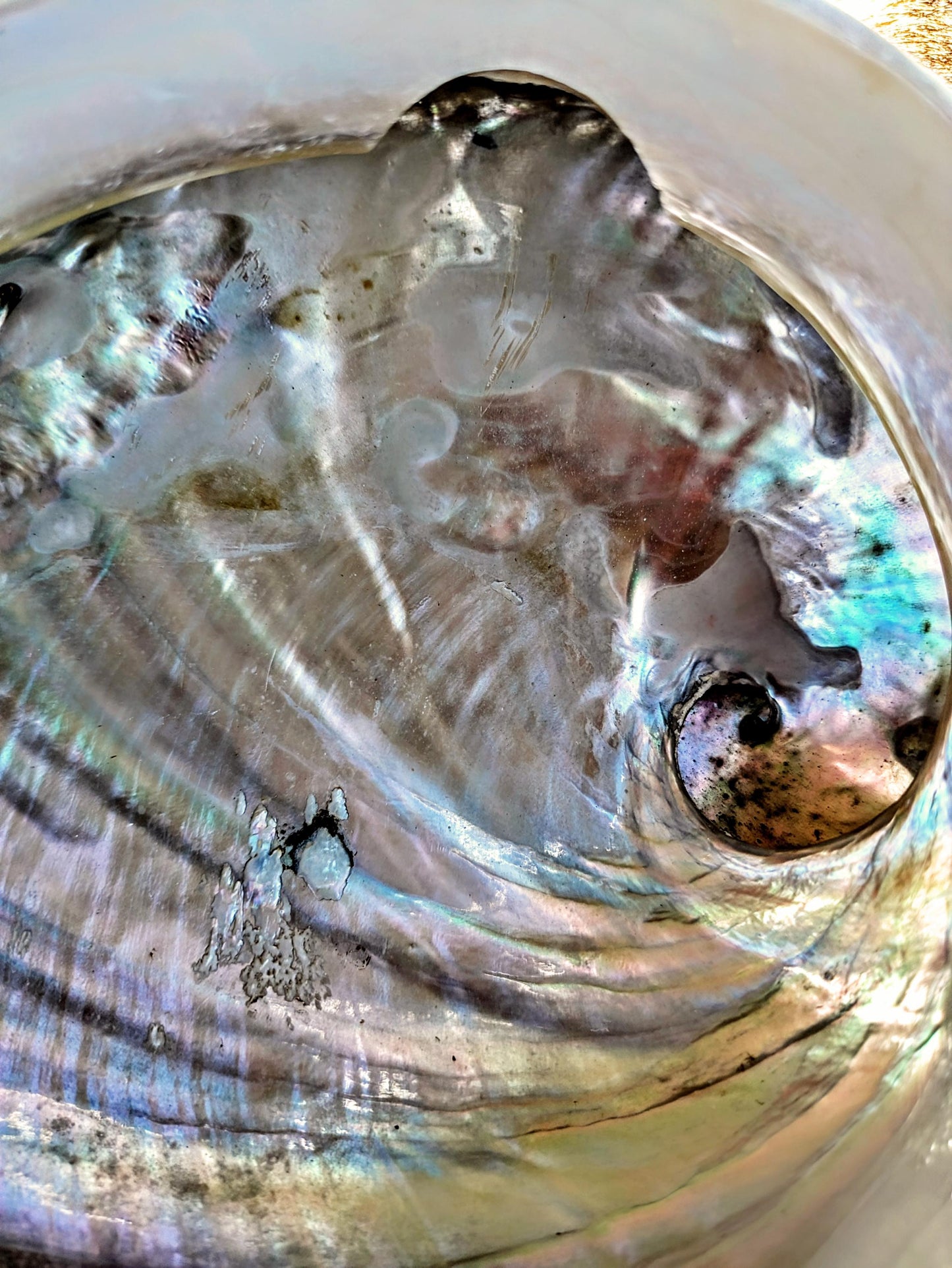 Natural Seashell Smudge Bowls: Abalone & Spiny Oyster Ritual All Tribes Treasures
