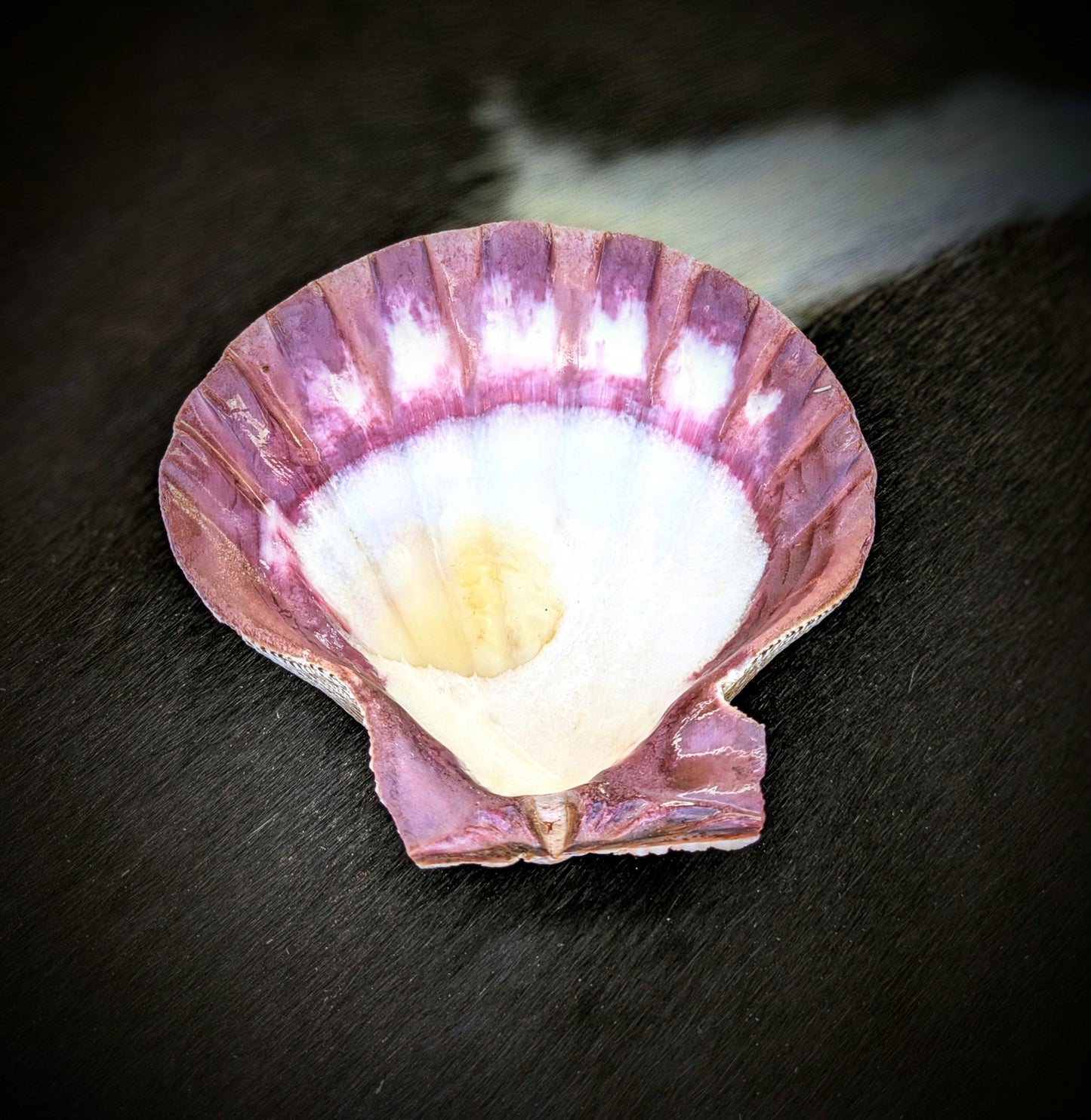 Natural Seashell Smudge Bowls: Abalone & Spiny Oyster Ritual All Tribes Treasures