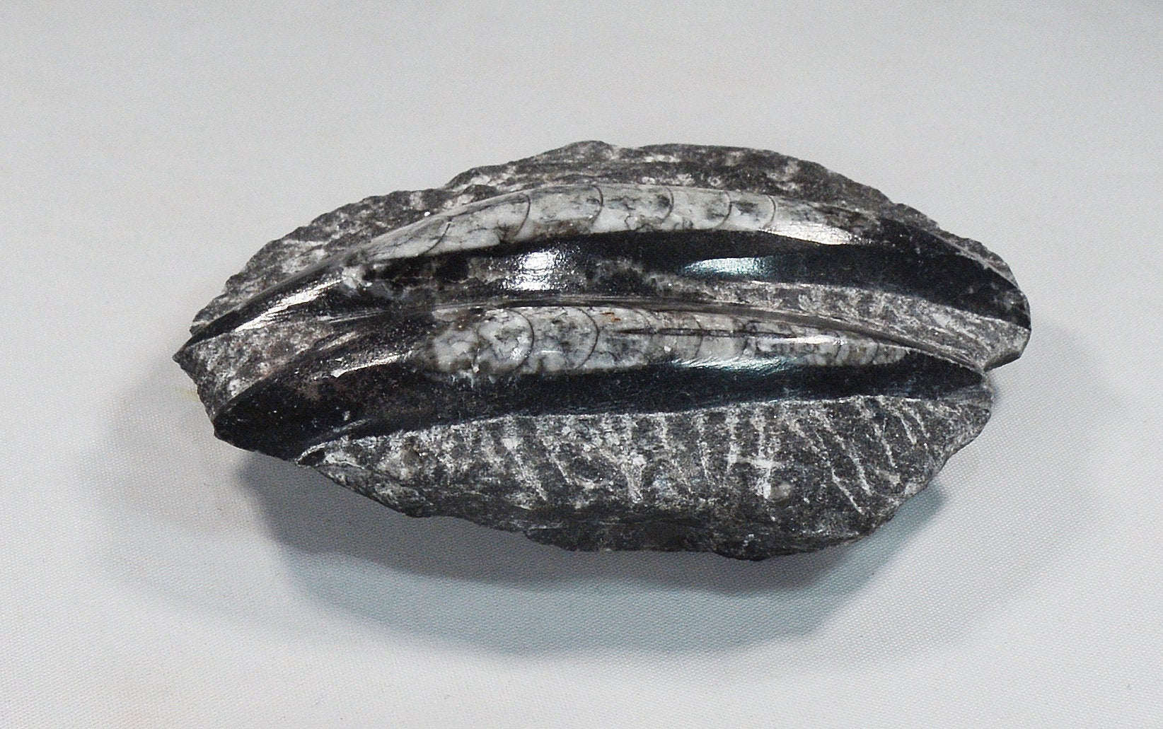 Unique Orthoceras Fossil Plaque in Black Marble Matrix All Tribes Treasures