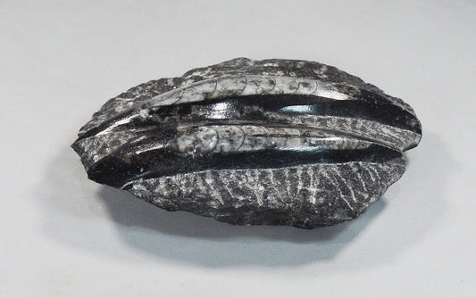 Unique Orthoceras Fossil Plaque in Black Marble Matrix All Tribes Treasures
