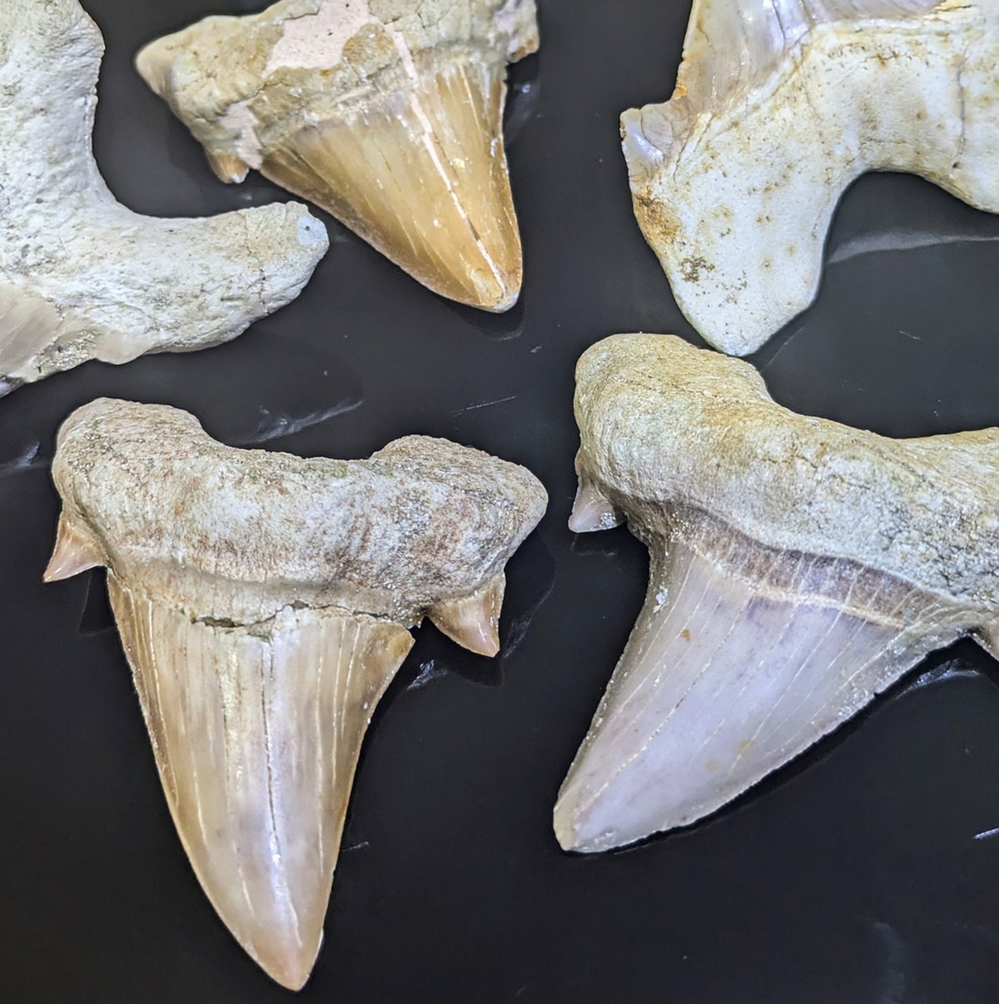 Authentic Sokolovi Shark Tooth from Dakhla, Morocco All Tribes Treasures
