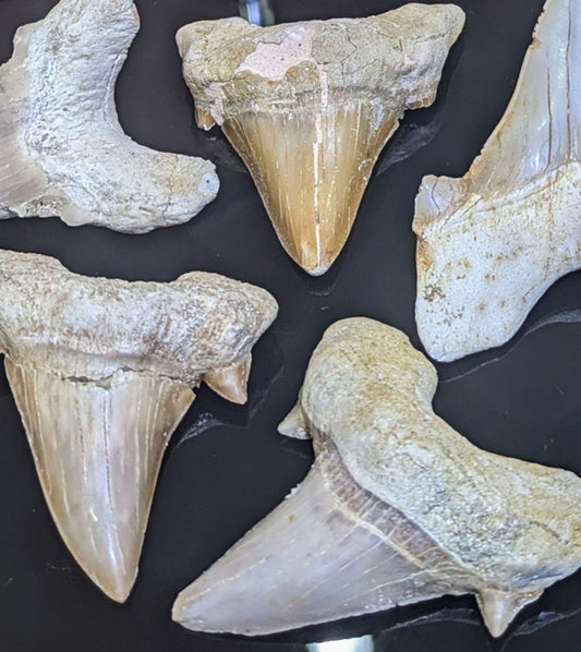 MD Sokolovi (Auriculatus) Shark Tooth – Dakhla, Morocco - Sold Individually