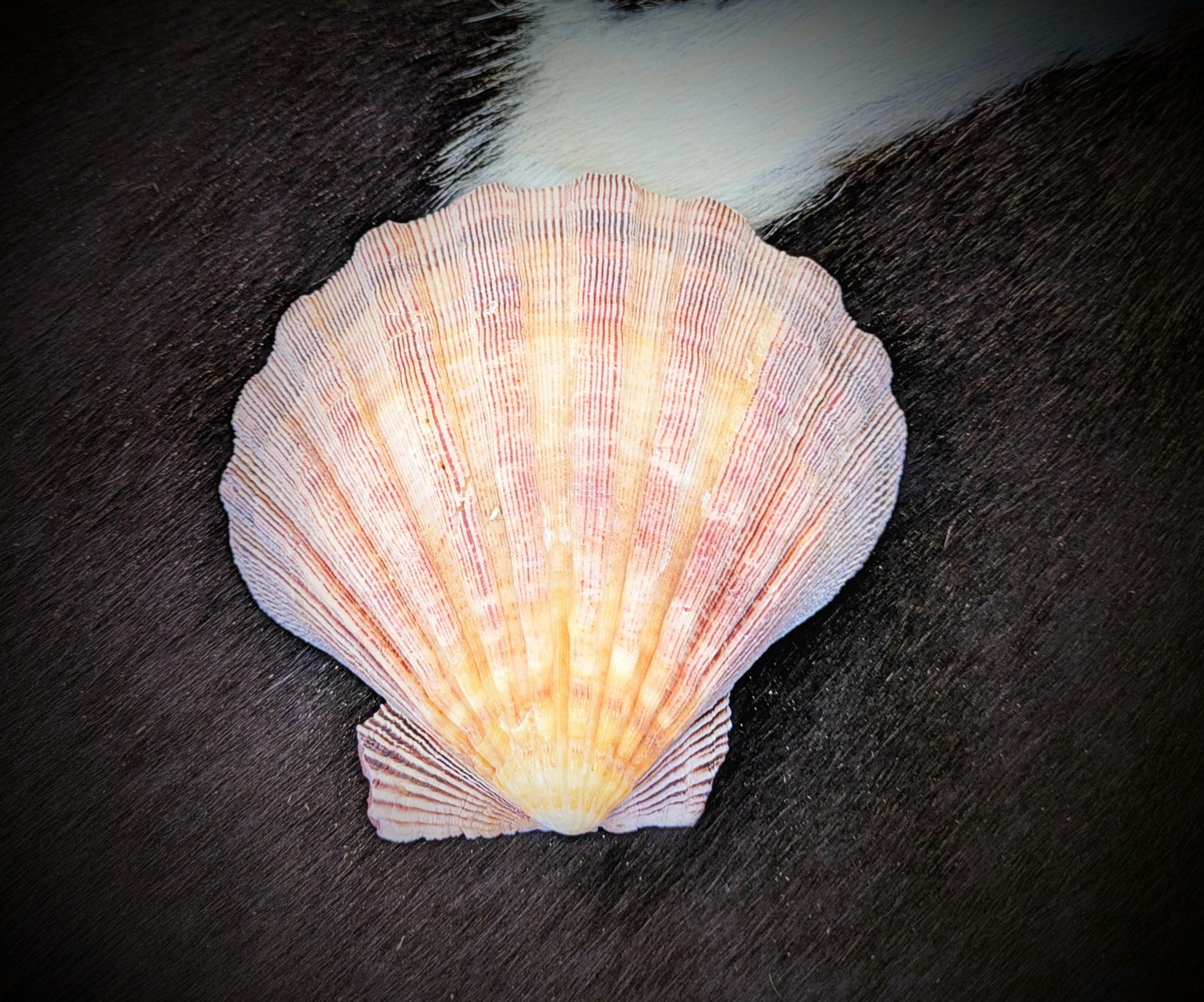 Natural Seashell Smudge Bowls: Abalone & Spiny Oyster Ritual All Tribes Treasures
