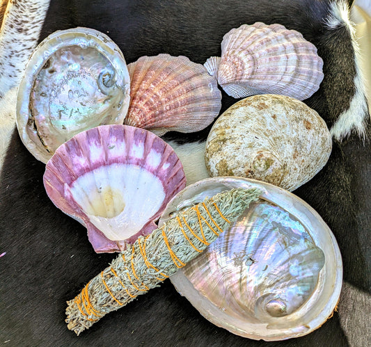 Natural Seashell Smudge Bowls: Abalone & Spiny Oyster Ritual All Tribes Treasures