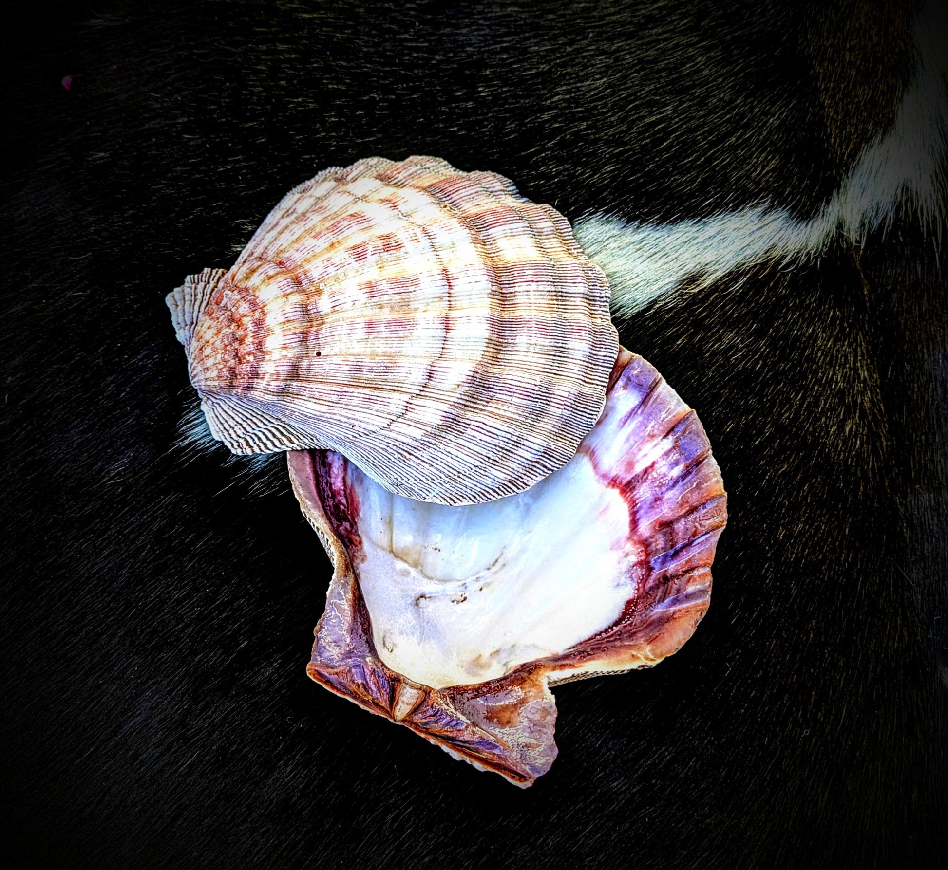 Natural Seashell Smudge Bowls: Abalone & Spiny Oyster Ritual All Tribes Treasures