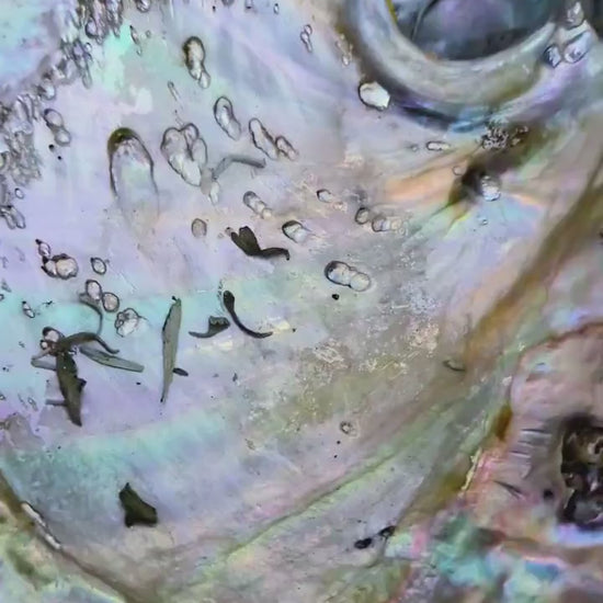 Natural Seashell Smudge Bowls: Abalone & Spiny Oyster Ritual All Tribes Treasures