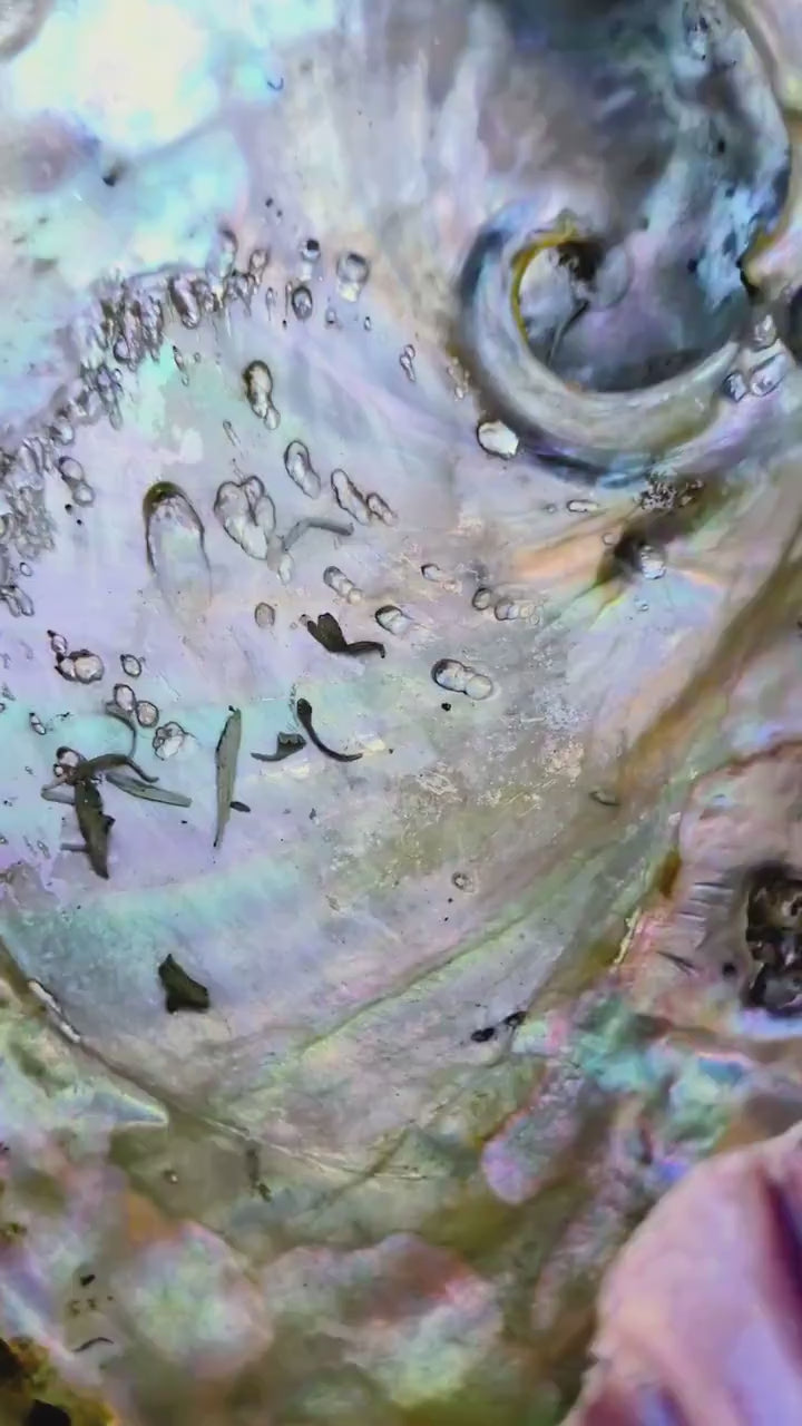 Natural Seashell Smudge Bowls: Abalone & Spiny Oyster Ritual All Tribes Treasures